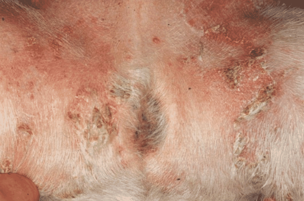 Canine Recurrent Superficial Pyoderma | Veterinary Practice